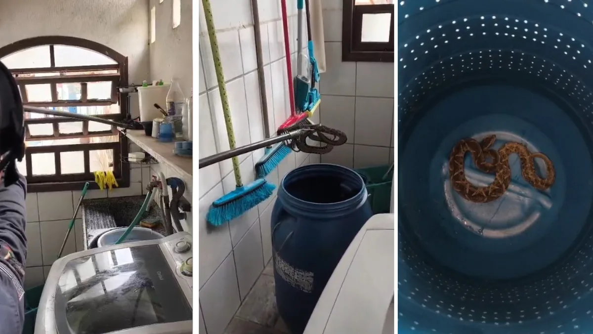 Cobra jararaca é encontrada dentro de lavanderia de casa e capturada pelos bombeiros no Litoral Norte de SP