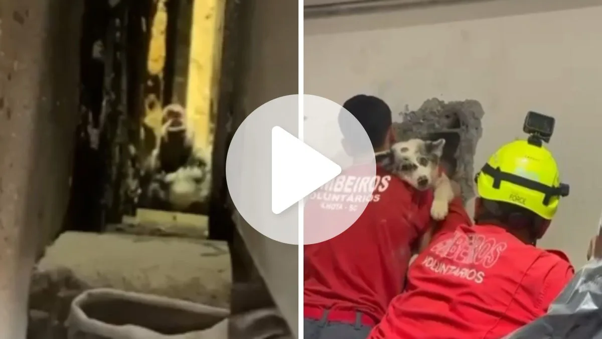 VÍDEO: Cachorro fica preso em vão entre galpões e é salvo pelos bombeiros em operação de mais de quatro horas em SC
