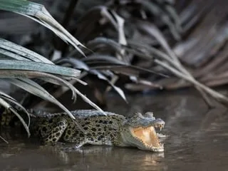 Deux adolescents s’introduisent dans un zoo en Australie, l’un d’eux frappe un crocodile avec une barre de fer