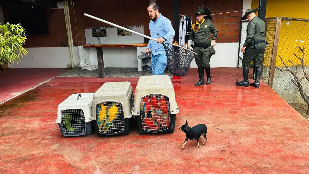 Rescatan seis guacamayas y una lora amazónica que estaban en cautiverio en Valle del Cauca