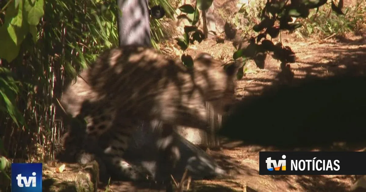 Família do Zoo de Lisboa está maior: nasceram três crias de leopardo-da-Pérsia