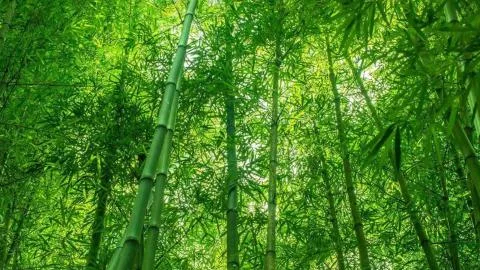 China quiere sustituir las bolsas de plástico por bambú: la tecnología que ya está llegando a millones de paquetes