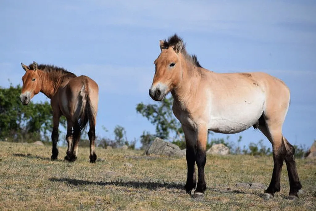 Takhi, o cavalo selvagem que virou símbolo de restauração na Mongólia