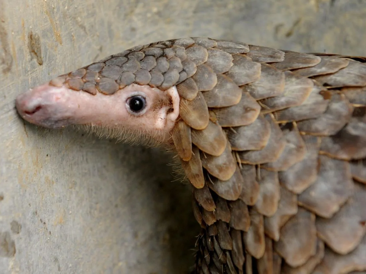 Un ADN vieux de 190 ans révèle une espèce de pangolin