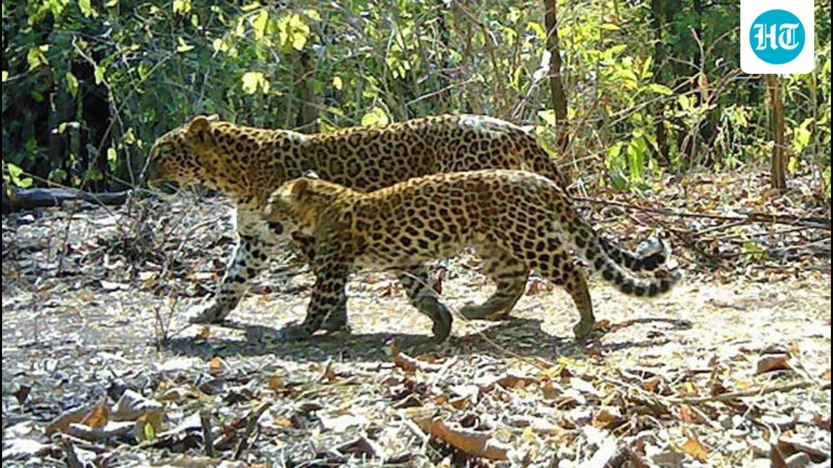 Madhya Pradesh: Investigators say NGO helped poach leopards to raise funds