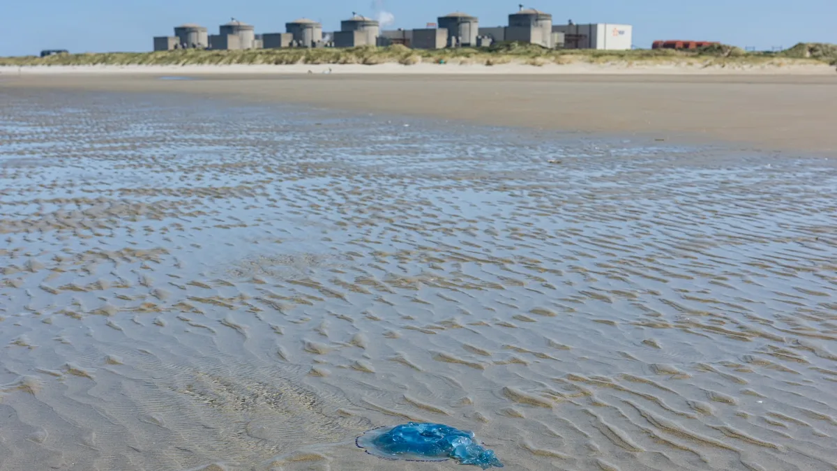 Trois des six réacteurs du site avaient été arrêtés à cause d'un afflux de méduses: une deuxième tranche de la centrale nucléaire de Gravelines a été reconnectée