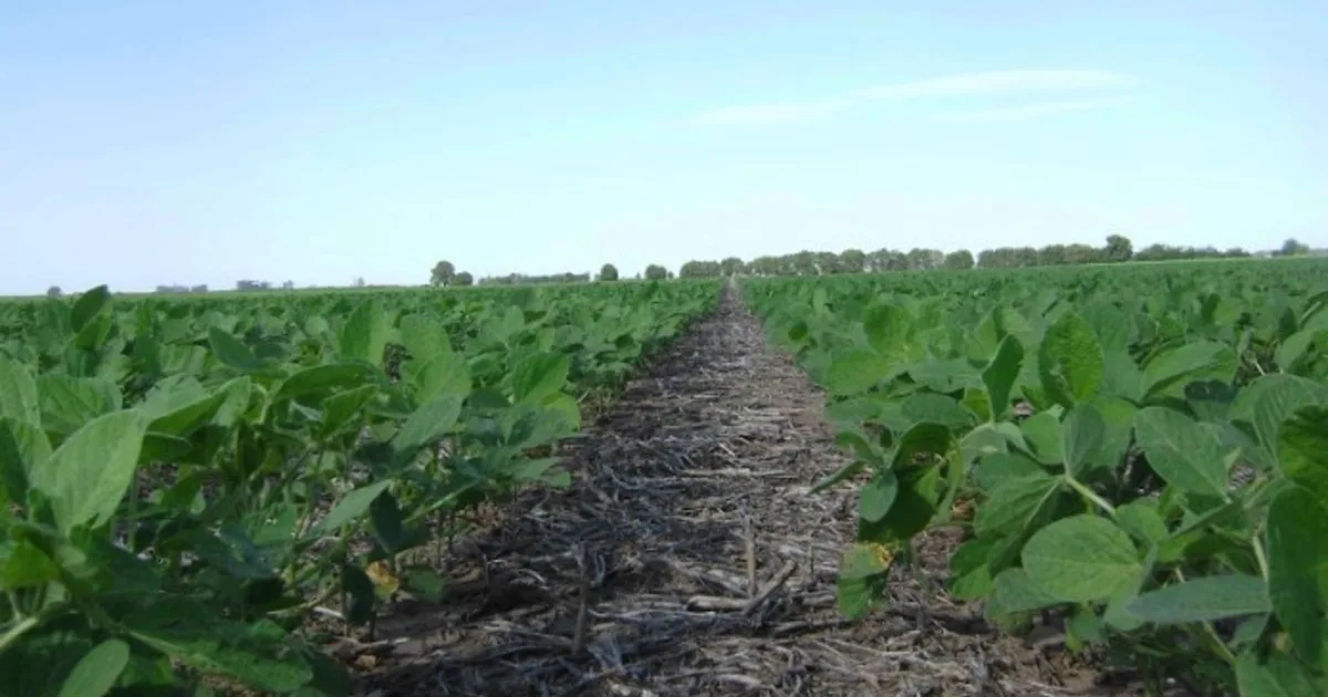 Fertilizar la soja: los ensayos que muestran cuánto rinde la inversión y cuánto pierde el suelo