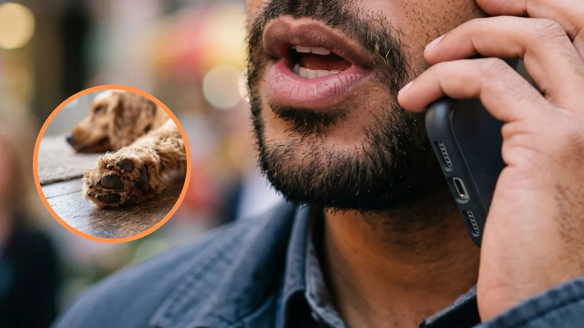 Denuncian modalidad de estafa y extorsión con mascotas perdidas: joven reveló lo que le ocurrió después de perder a su perro