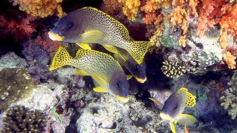 Pesca com bombas na Indonésia destrói corais a cada 62 minutos