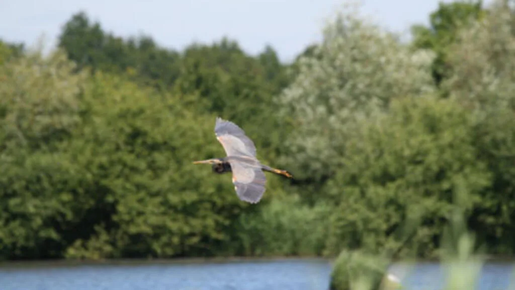 Sécheresse en France: les oiseaux d'eau particulièrement vulnérables, la LPO veut un report de la chasse