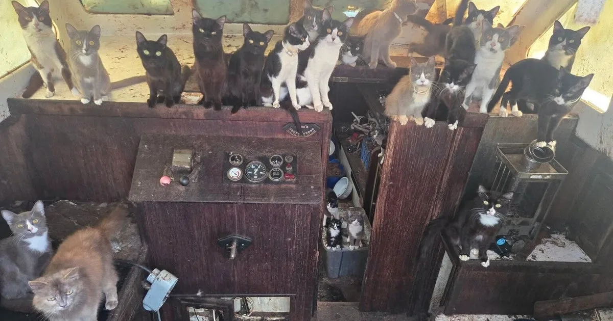 60 cats rescued from abandoned boat anchored off Washington state