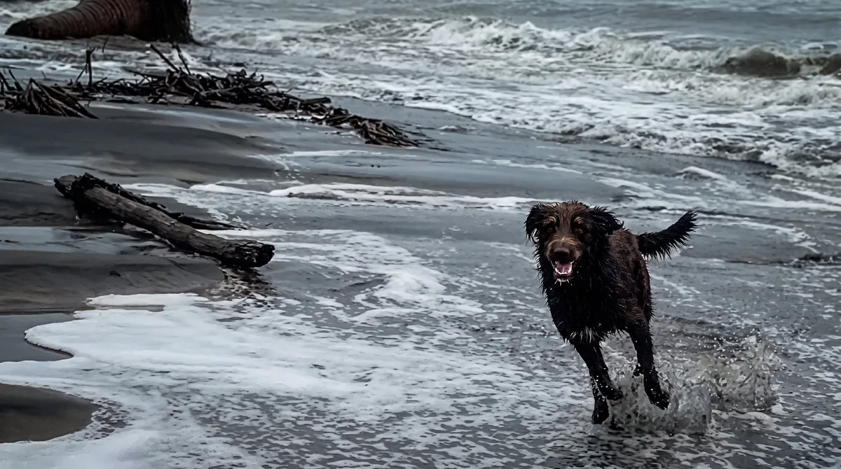 Max, el perro “Cazador de Huracanes” que se ha vuelto viral por desafiar al intenso oleaje