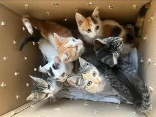 Elle découvre des chatons enfermés dans un carton… dans une poubelle de recyclage