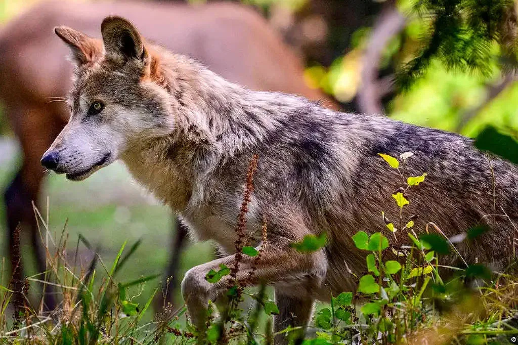 Trump abre caminho para caçar lobos antes quase extintos