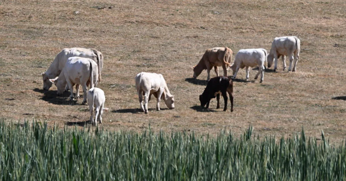 Agriculture. Les règles de production assouplies pour le reblochon, le cantal et la fourme d'Ambert