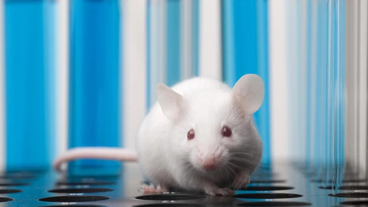 New study proposes simple test to spot mammals most vulnerable to climate