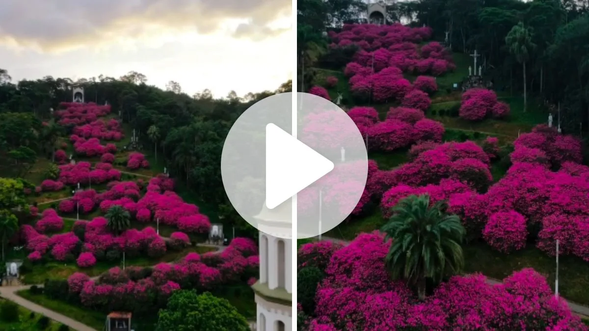 Flores rosas explodem em meio ao verde e transformam morro de santuário de SC: ‘toda a criação louva a Deus’