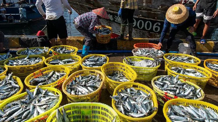 China's fishing boats return to sea as summer moratorium ends