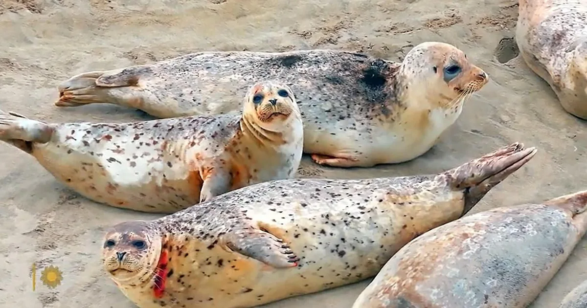 Nature: Harbor seals in Oregon