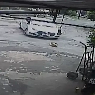 Quem paga a conta da clínica? Tutora cobra motorista por atropelar Caramelo