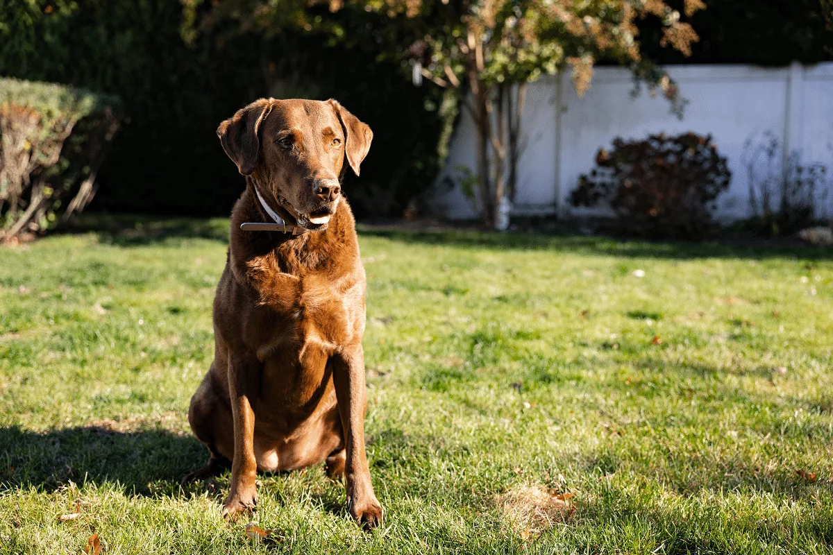 Resistente ao frio e apaixonado por água: conheça o Chesapeake Bay Retriever