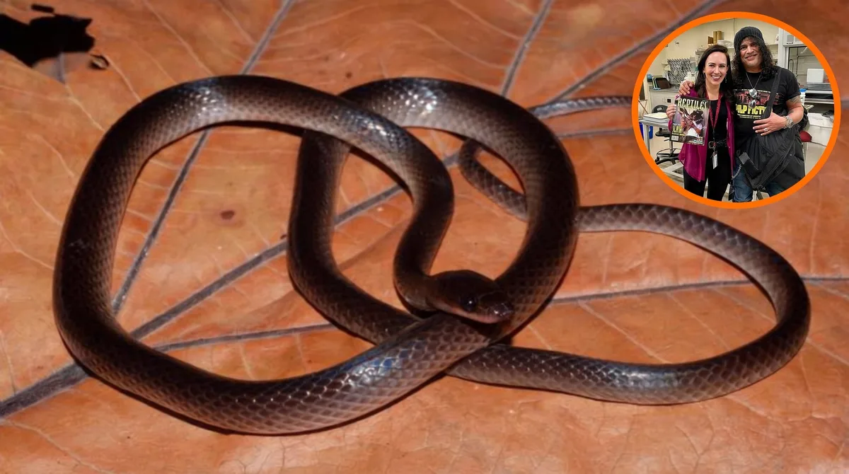 Descubren una especie de serpiente y la bautizan en honor a Slash, ex guitarrista de Guns N’ Roses