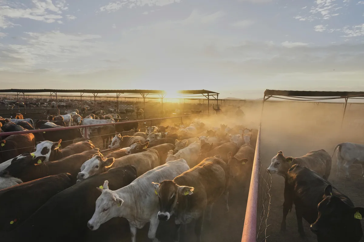 Sobreoferta de carne y gusano barrenador presionan al sector ganadero de México: AMEG