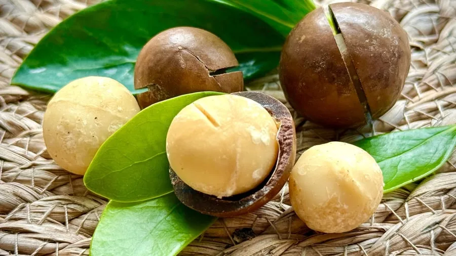 Harte Schale, gesunder Kern: Supernuss Macadamia: Eine Australierin zum Anbeißen