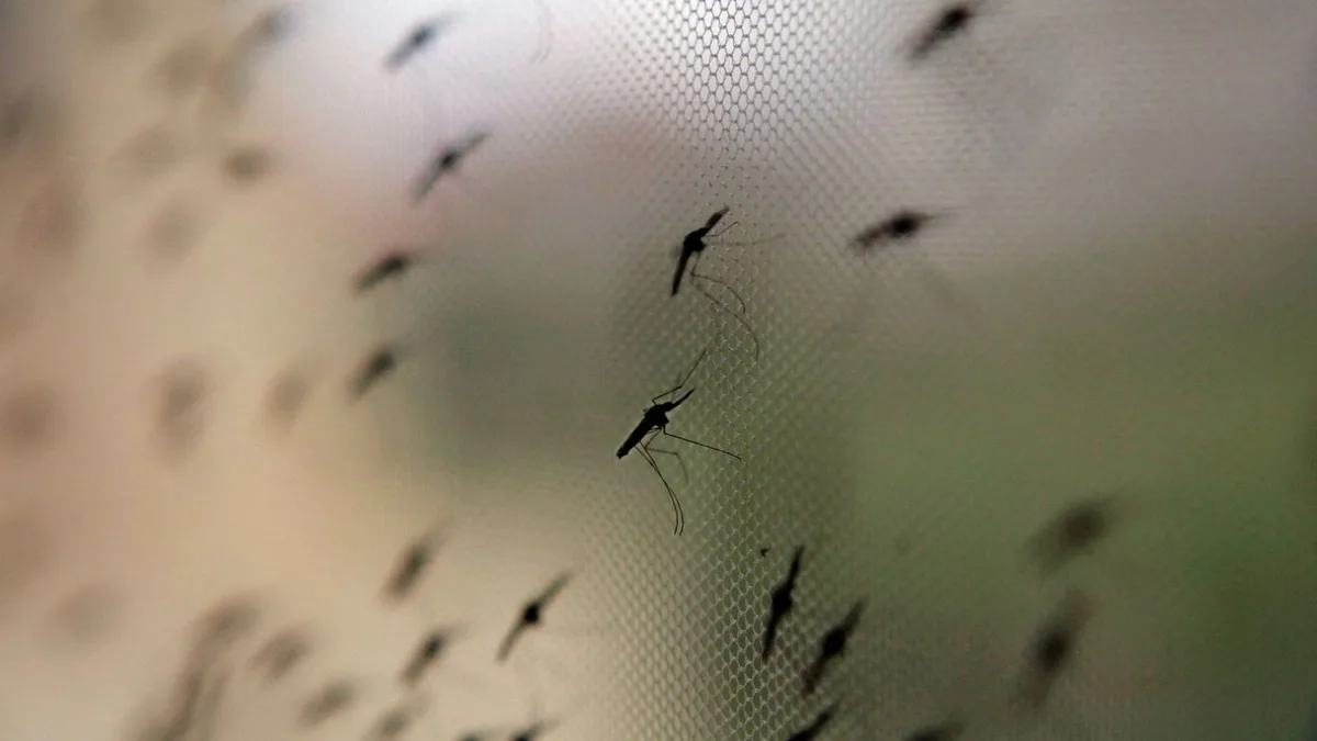 Gesundheit und Mücken: Malaria am Flughafen: Klimawandel spielt nur kleine Rolle