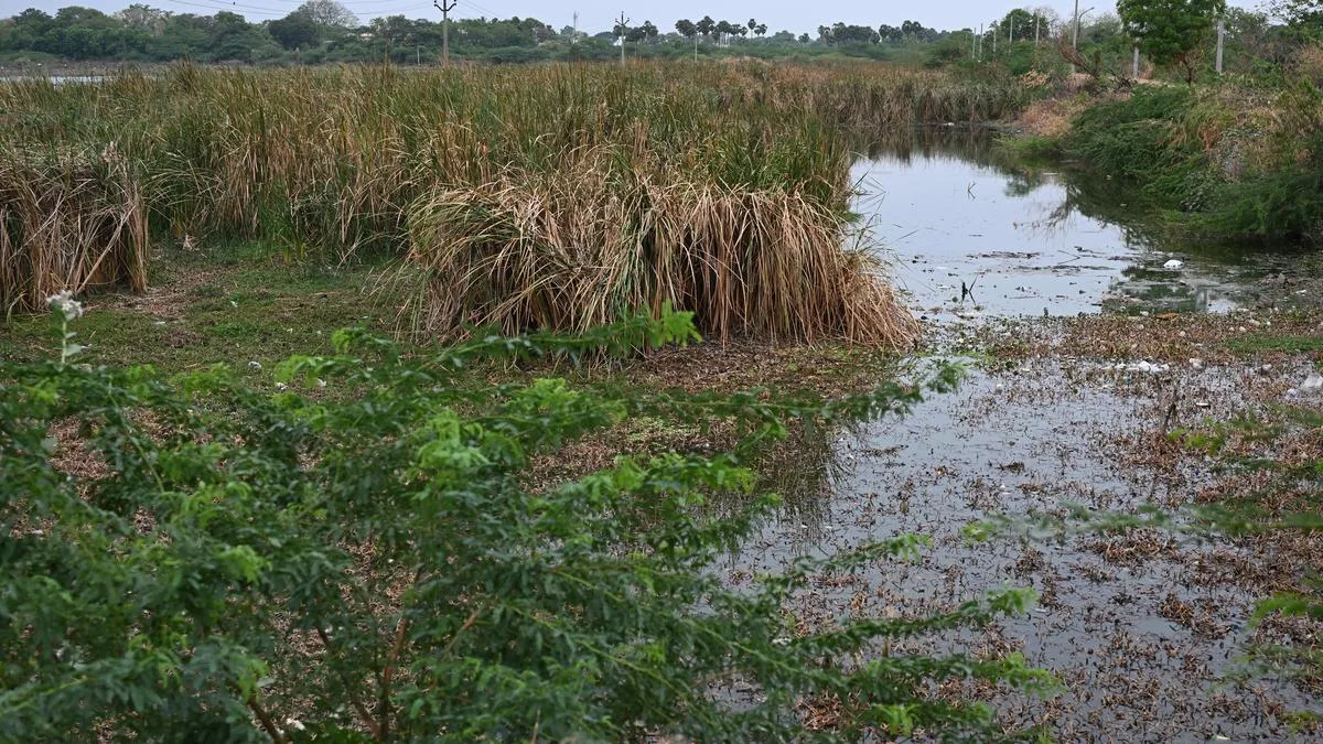 Kottapattu Periyakulam to get ₹31.31-crore facelift
