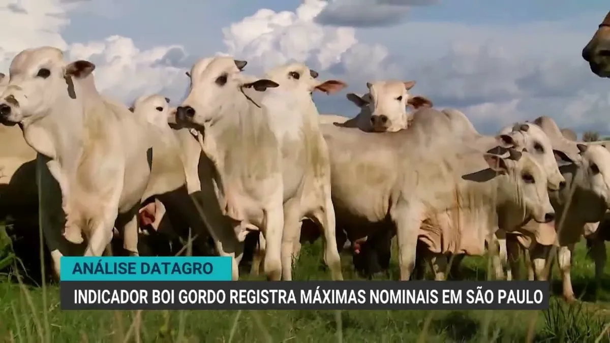 Boi gordo atinge recorde histórico em São Paulo, superando R$ 376 por arroba