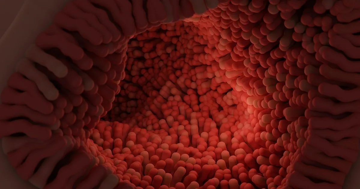 Científicos de Estados Unidos descubren que las bacterias pueden dejar una “memoria protectora” duradera en el intestino