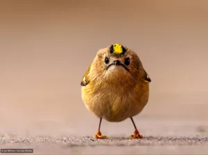 La risa como aliada de la conservación: Latinoamérica entre los finalistas de los Comedy Wildlife Awards
