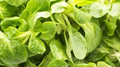 Mit diesen Tricks bleibt Salat länger frisch