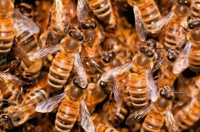 Bring on the AI swarms. They’re the only thing that can defend us now that AI is free