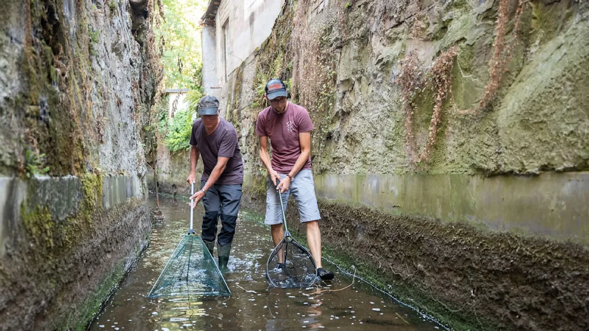 Hitze und Niedrigwasser in Freiburg - Hier retten Angler die Fische
