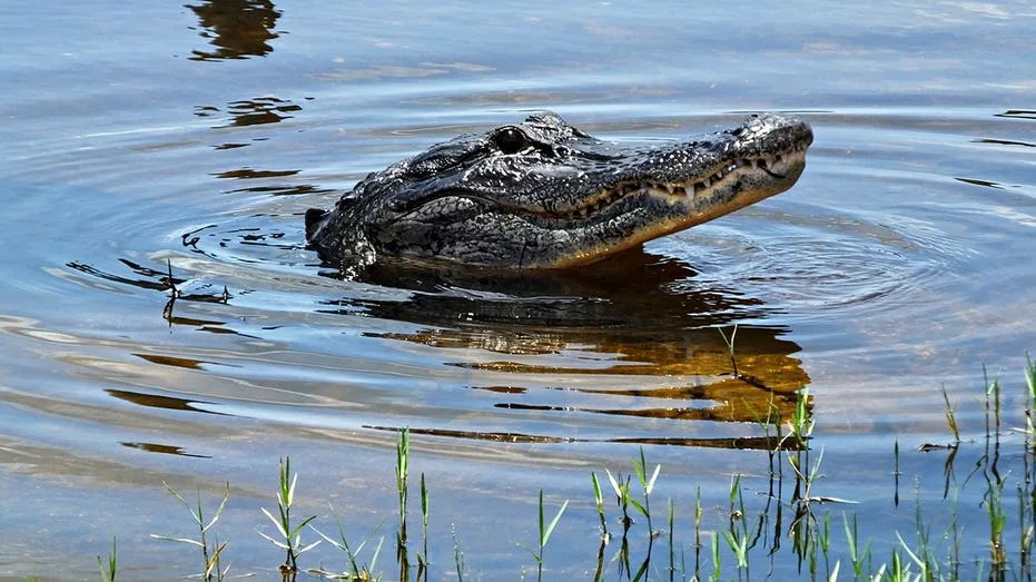Triathlete channels his inner 'Three Stooges' to escape harrowing alligator attack in South Carolina