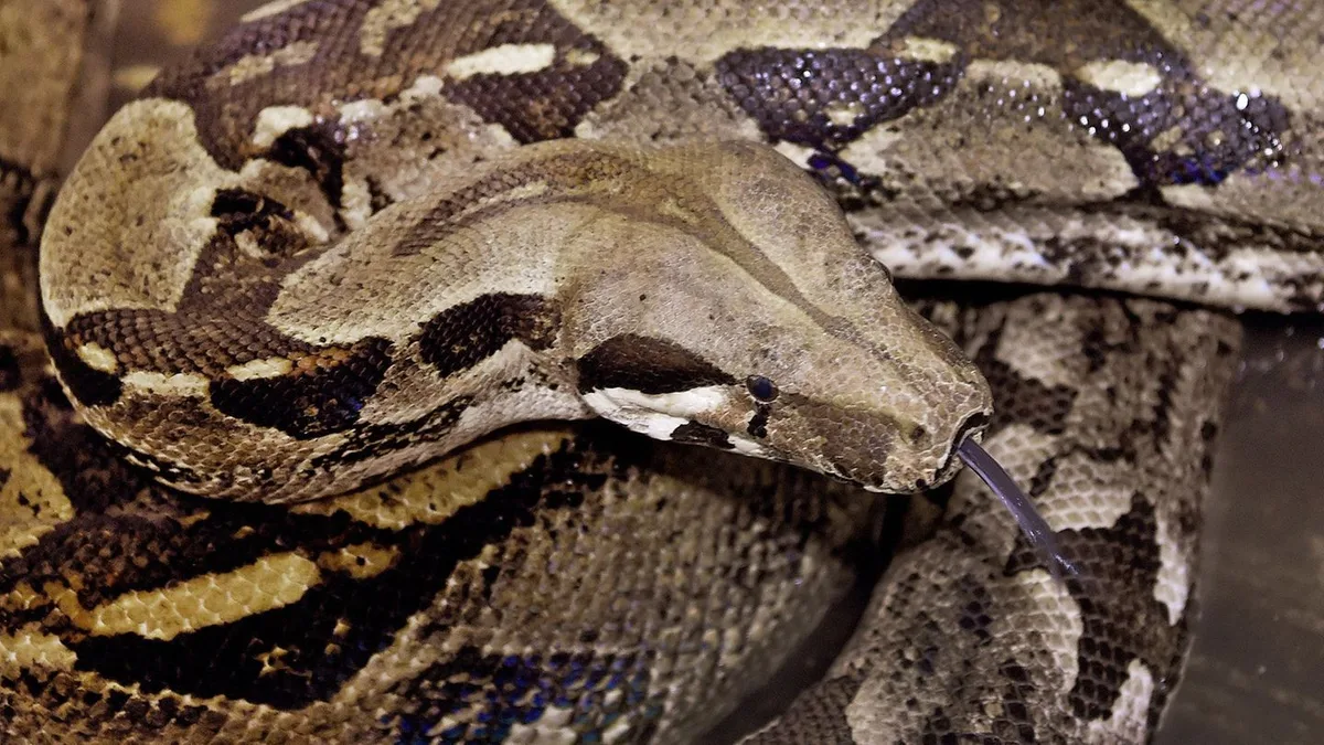 Tiere: Überraschender Fund: Franzose entdeckt Boa unter Motorhaube