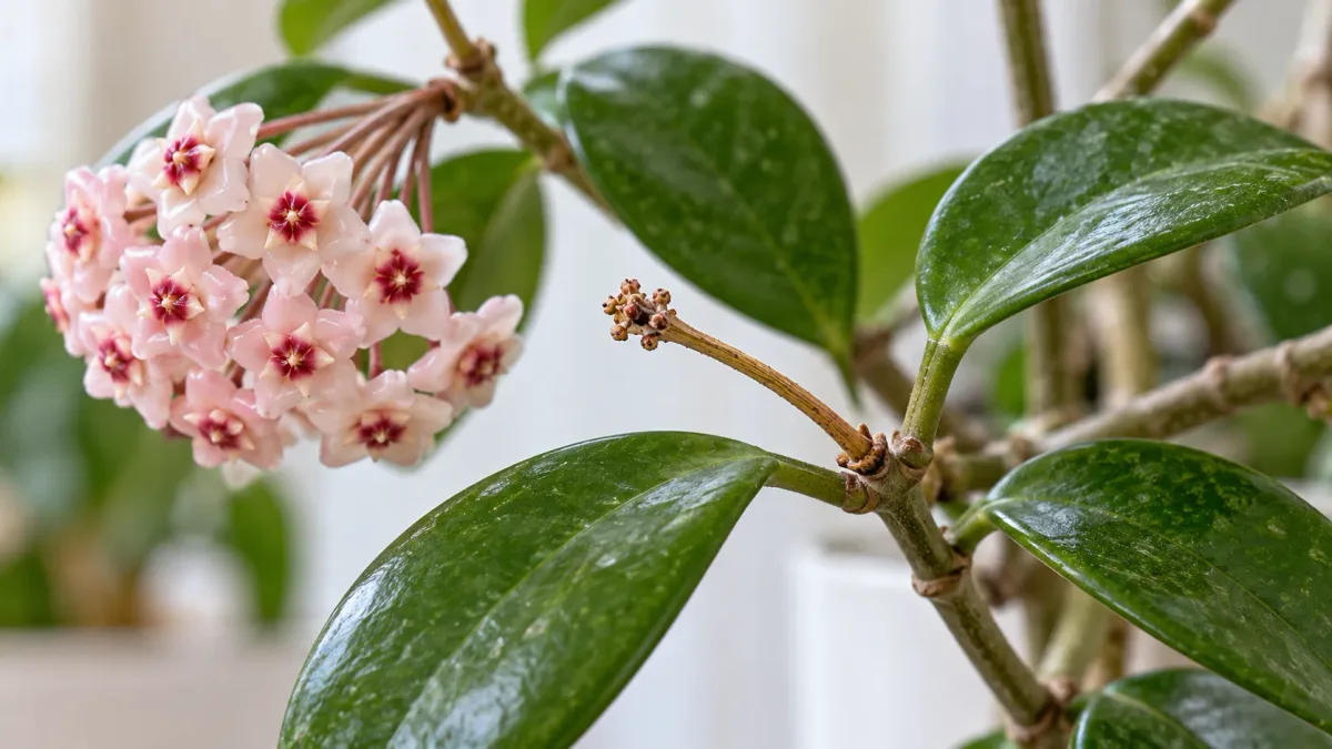Como saber quais hastes da flor-de-cera não devem ser cortadas: o detalhe que preserva os pontos responsáveis pelas próximas florações