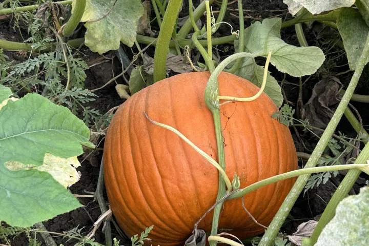 Pumpkin farms ‘at the mercy of Mother Nature’ after extreme weather in Canada