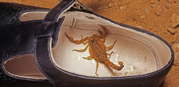 O que acontece quando você usa inseticida contra escorpião? Veja o perigo