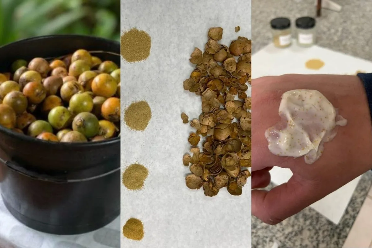 A fruta do Cerrado que ganhou nova vida com criação de cosmético sustentável