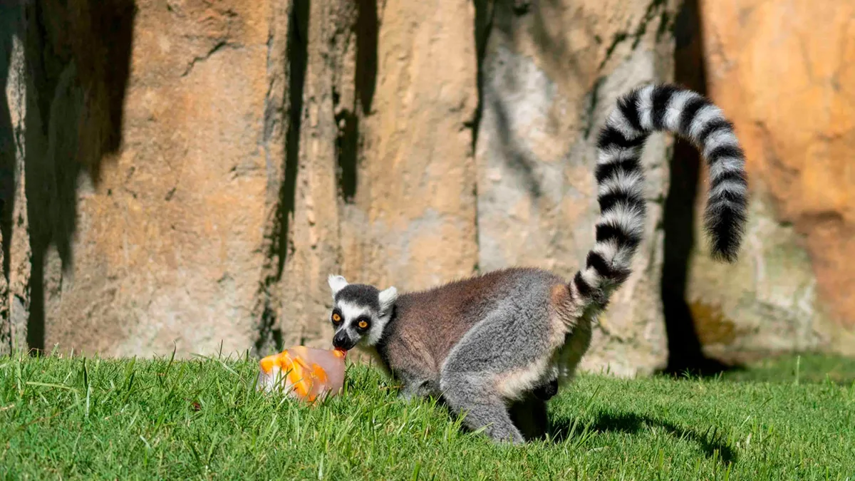 Helados y lluvia artificial para combatir el calor: así protege BIOPARC Valencia a sus animales ante la alerta roja por altas temperaturas