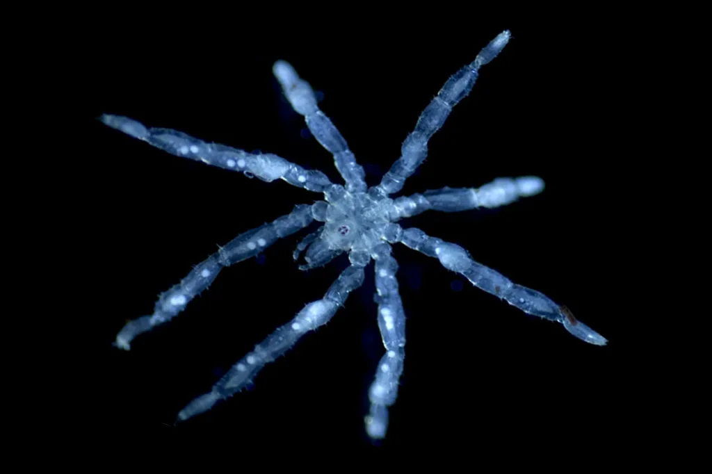 Cientistas descobrem duas novas espécies de aranha-do-mar no Pacífico