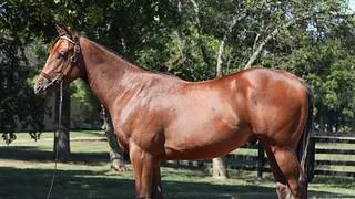 $1.5 millones costó este hijo de Into Mischief que hace su estreno en Saratoga