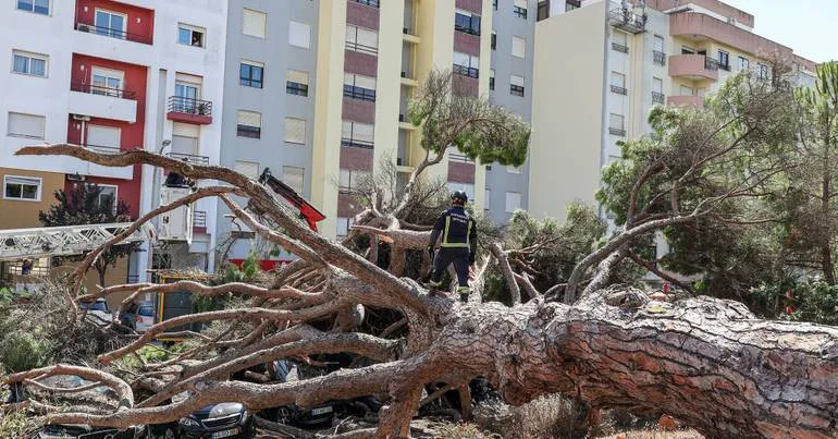 Pinheiro centenário cai e provoca estragos em nove carros