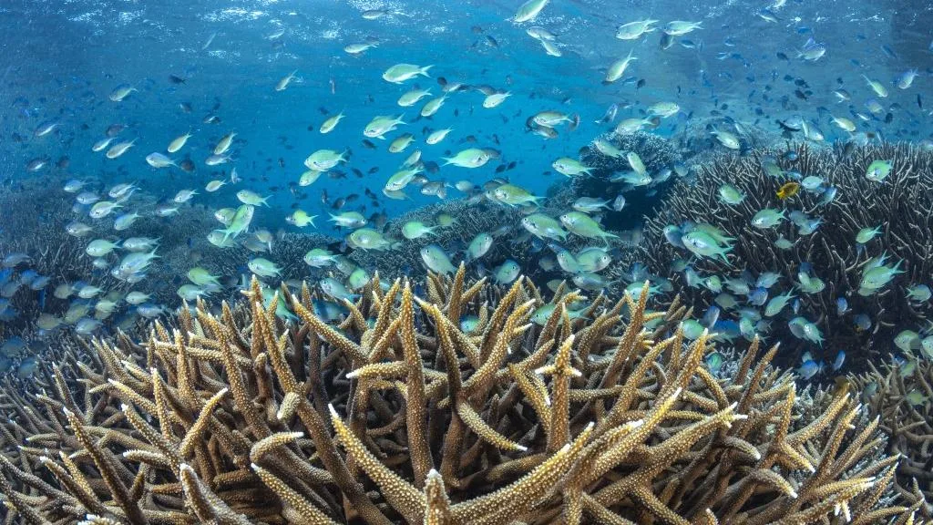 Le phénomène El Niño aura encore une grosse conséquence en 2027