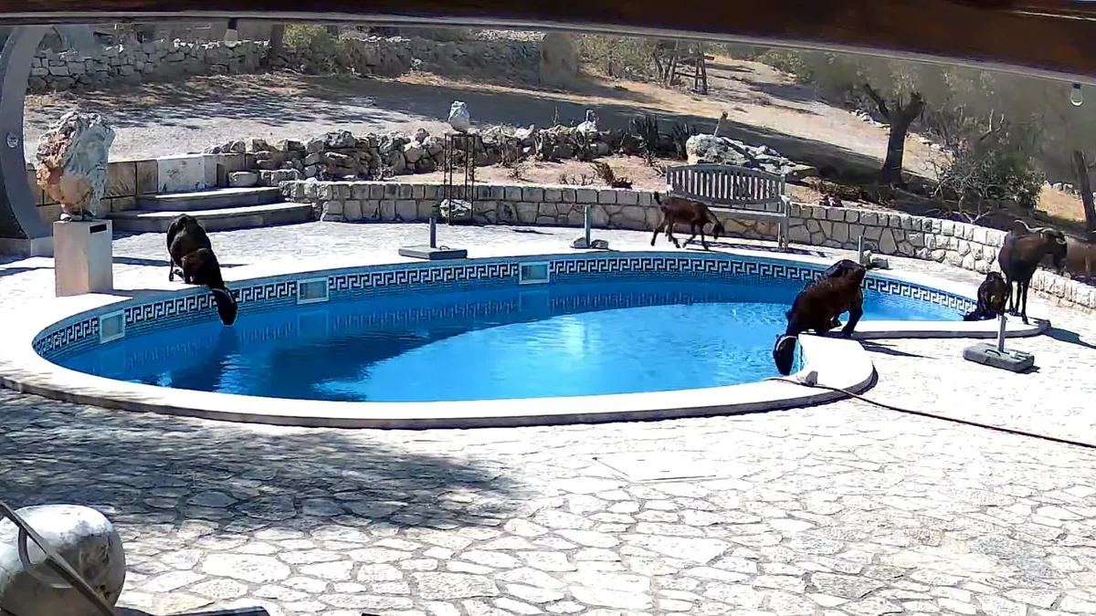 Un alemán propietario de una finca en Mallorca denuncia una invasión de cabras: “Beben de nuestra piscina e incluso saltan dentro para nadar”