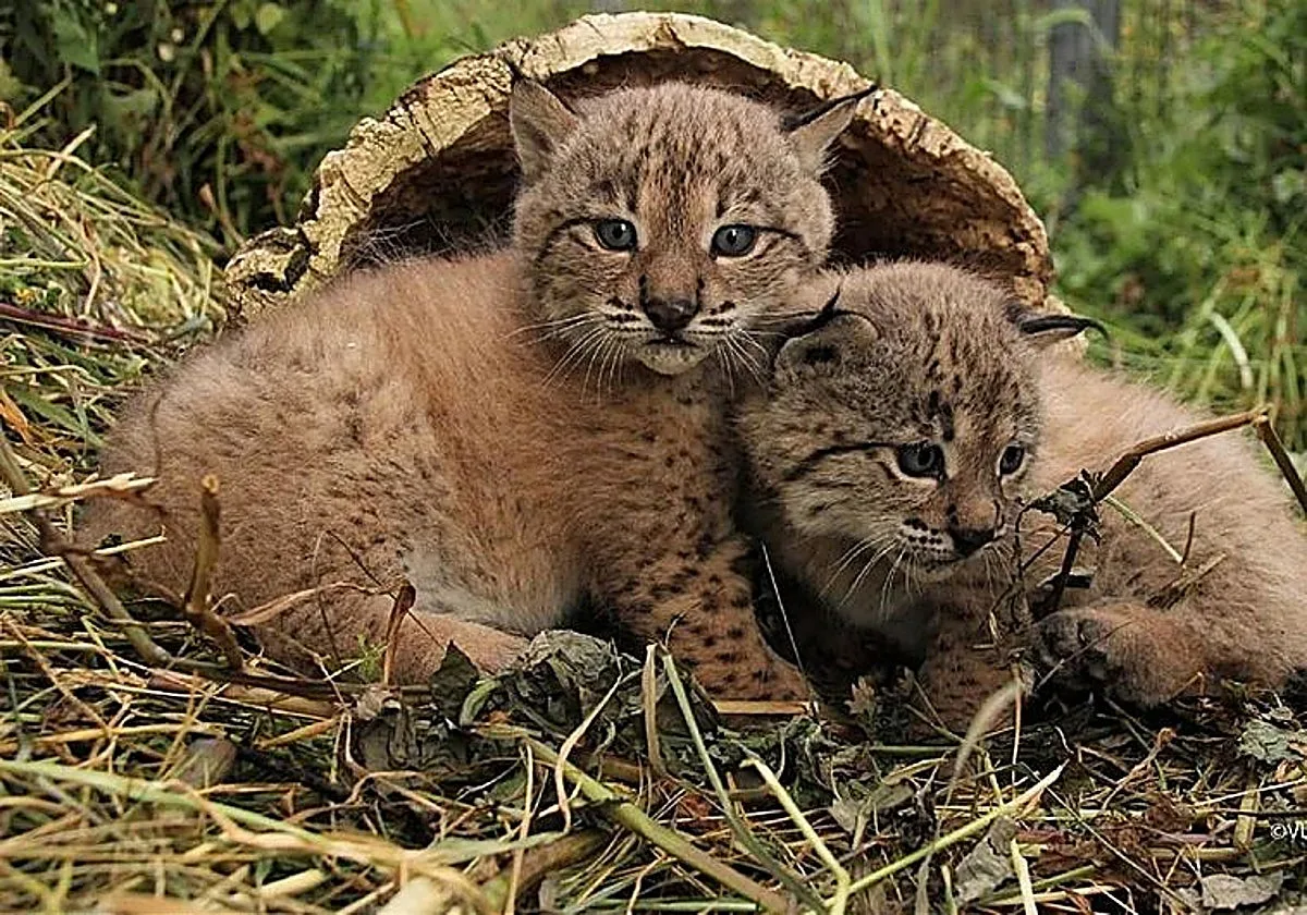 La Junta de Andalucía busca cuidadores de animales: solo se necesita la ESO y sueldos de más de 1.800 euros
