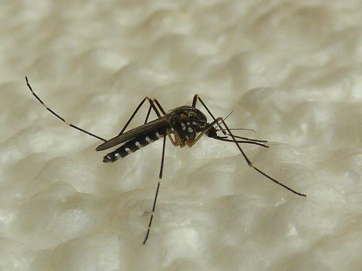 O mosquito coreano que prospera no frio já é um novo problema europeu